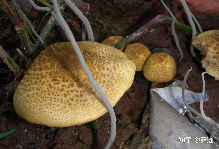 菇迹细鳞褐蘑菇