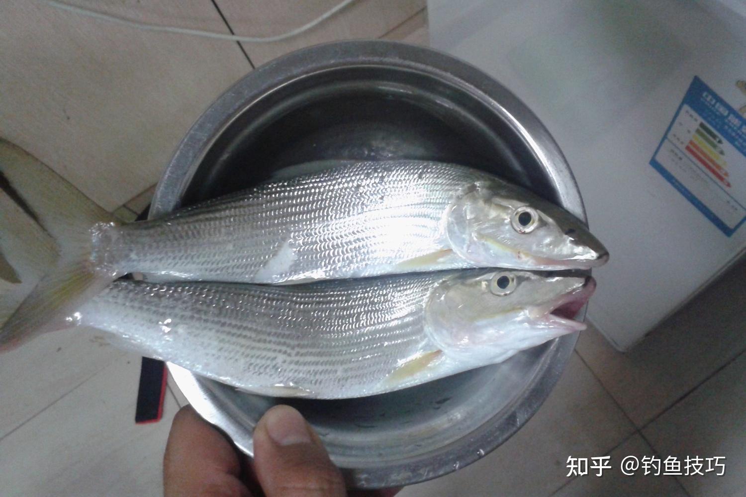 六月开始钓鲻鱼,有哪些垂钓技巧?钓鲻鱼的4个窍门