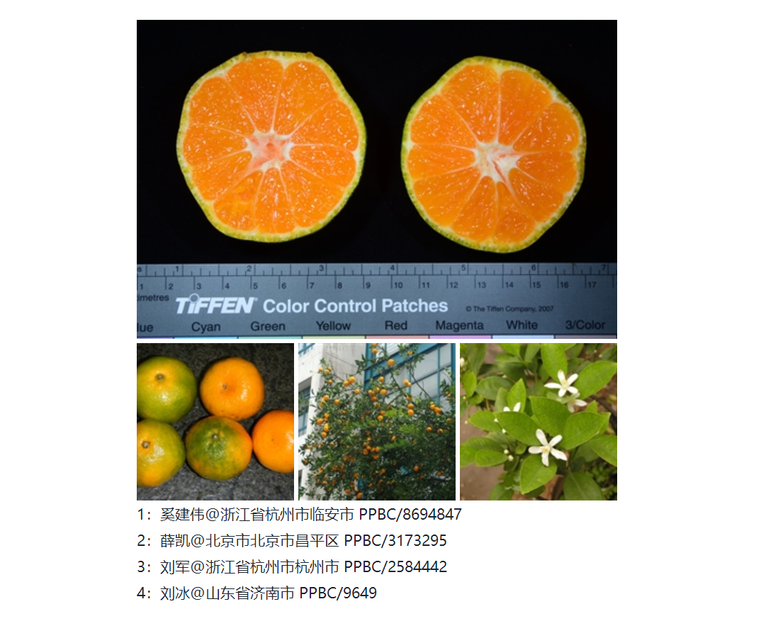 从植物生理生态学的角度来理解“橘生淮南则为橘，生于淮北则为枳” - 知乎