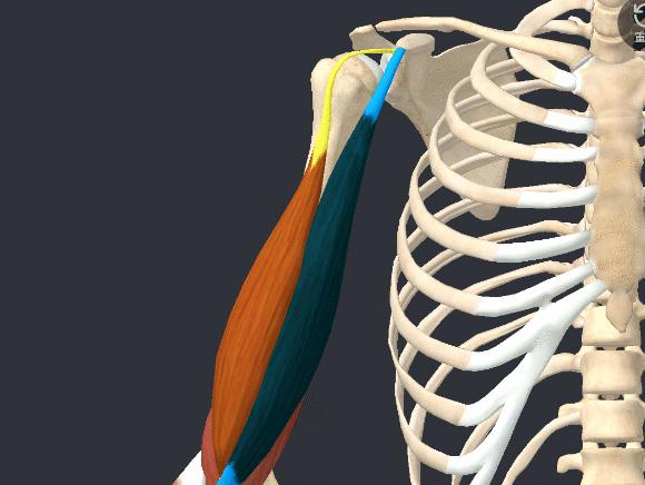 力量与肌肉丨肱二头肌的动作解剖及其运动解析 知乎