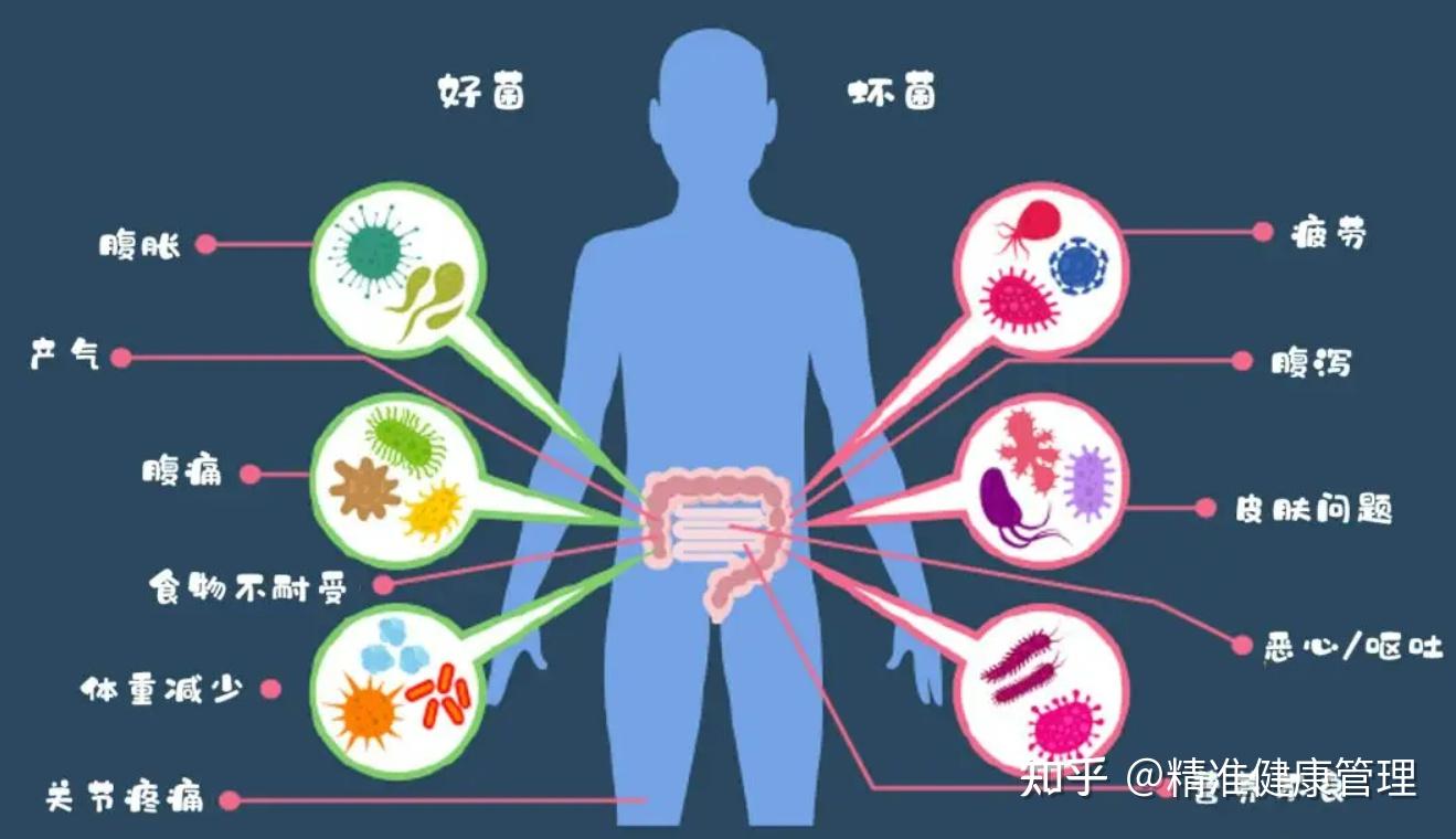 肠道菌群普及一食物的消化分解和吸收比食物的摄取更加重要