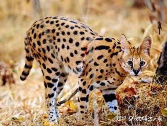 “超凶”的9种猫,猫友们要小心了! - 知乎