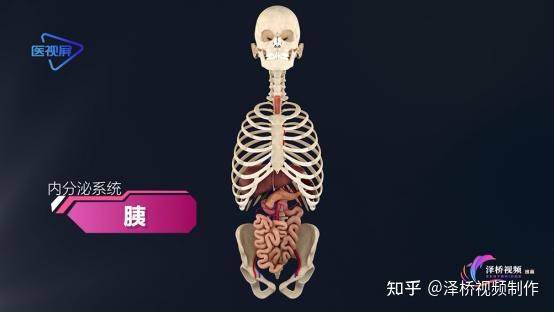 胰的内分泌部主要是胰岛,分泌胰岛素,调节血糖浓度.