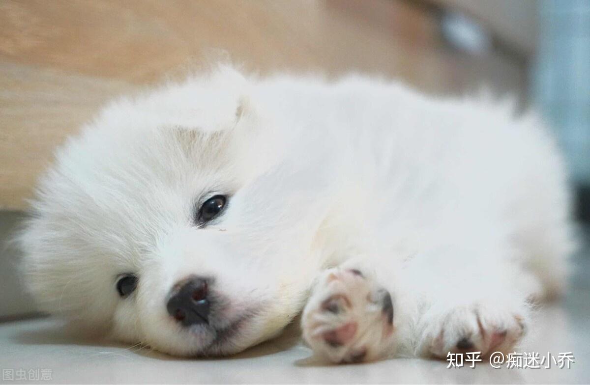 “微笑天使”萨摩耶?拿来吧你 - 知乎