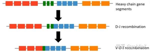 structural-basis-of-a-shared-antibody-response-to-sars-cov-2