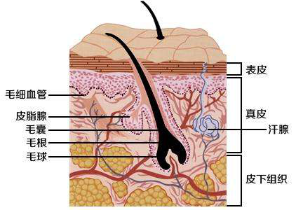 人體皮膚構造及運行