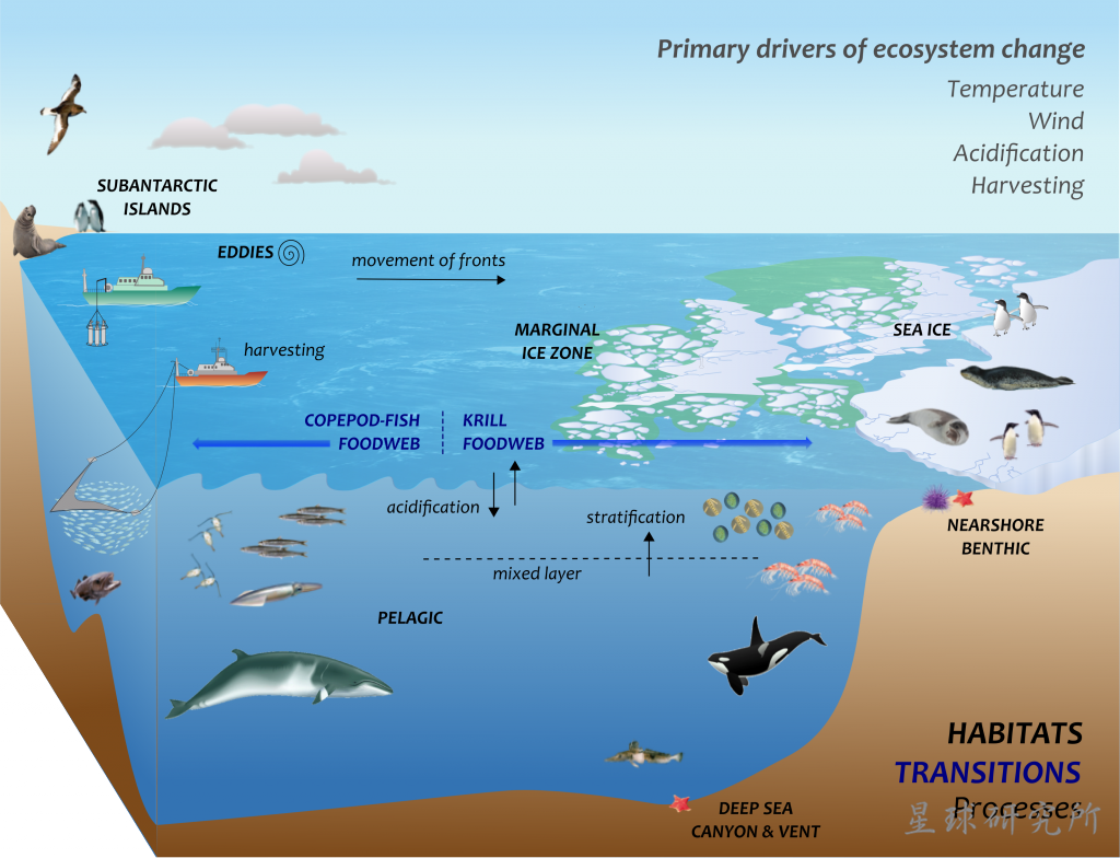 Большая часть организмов в мировом океане сосредоточены. Экосистема океана. Морские экосистемы. Экосистема моря. Экосистема открытого океана.