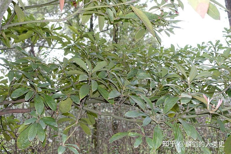 【地球生物全系列——植物篇】樟科—樟亚科（三）：楠木 - 知乎