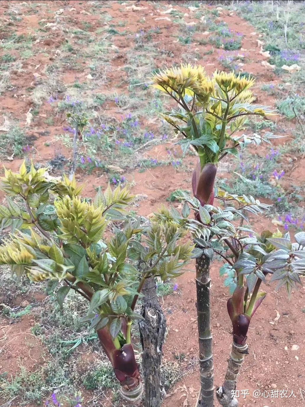 刺脑包,属野生植物,大部分生长在气候较寒的高海拔丛林里,人们普遍