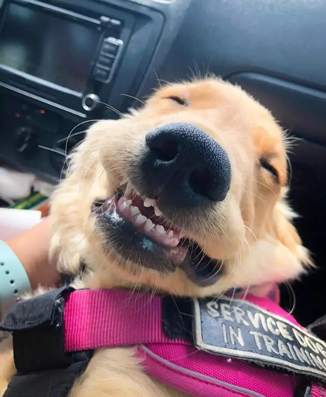 主人回家翻箱倒柜找不到橘猫,正准备出门时,抬头一看笑尿了?