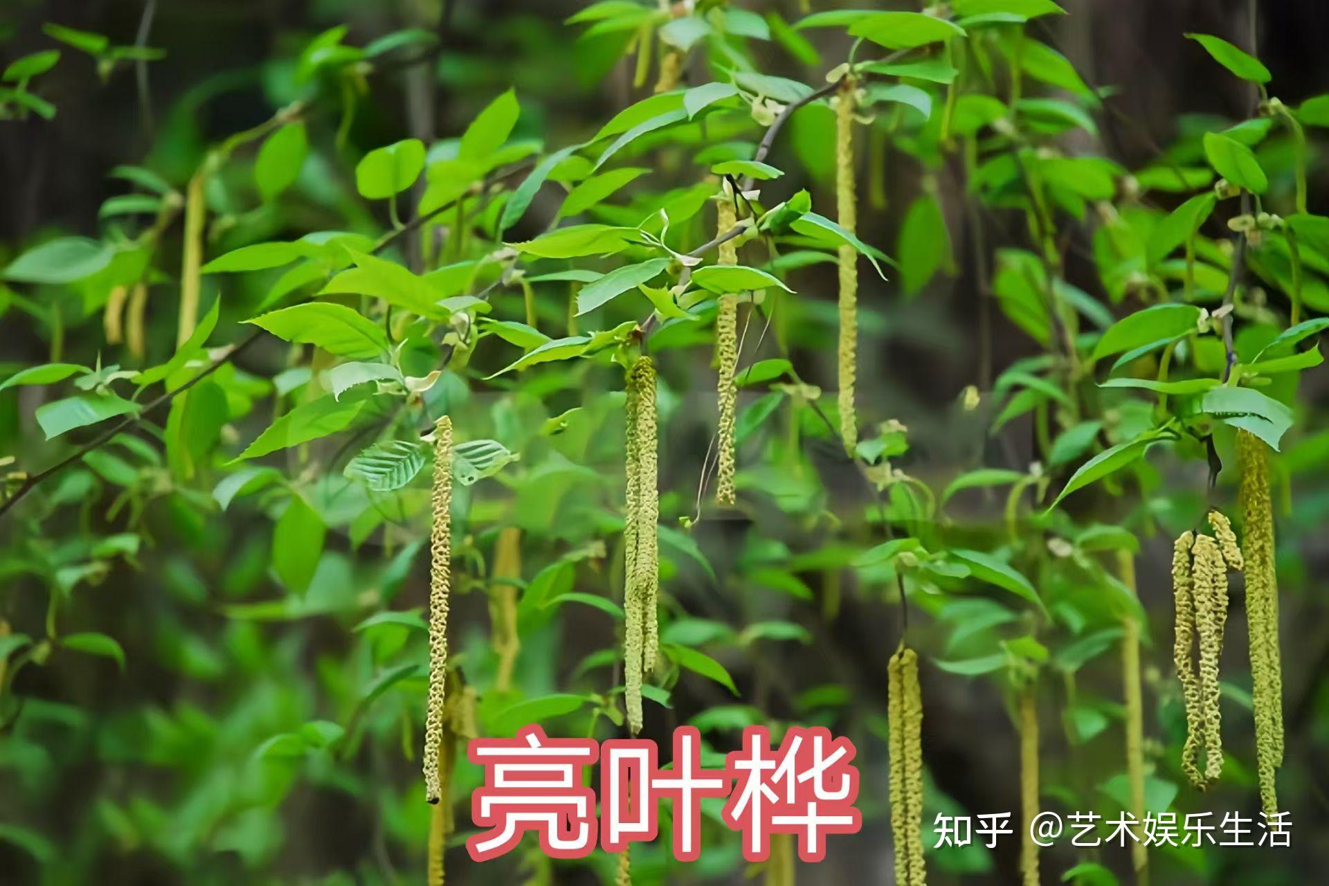 桦木科植物有哪些 - 知乎