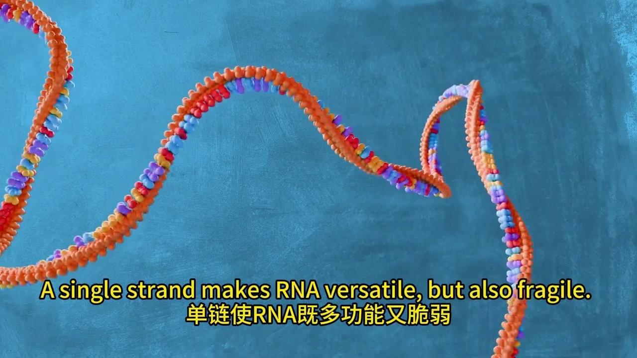 彻底解密DNA转录与mRNA剪接：动画揭秘生物学奥秘 - 知乎