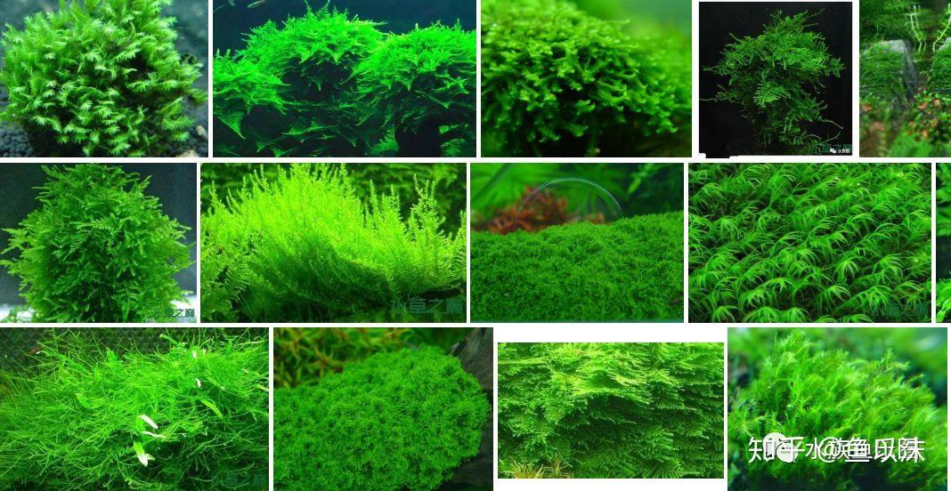 45种moss水草图鉴名称信息分享