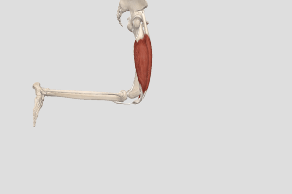 简单来了解一下我们的膝关节