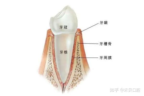牙根吸收是什么？ - 知乎