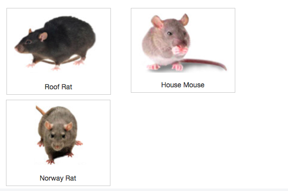 澳洲生活必知！关于PEST CONTROL（病虫害治理）的实用知识大全，建议收藏！ - 知乎