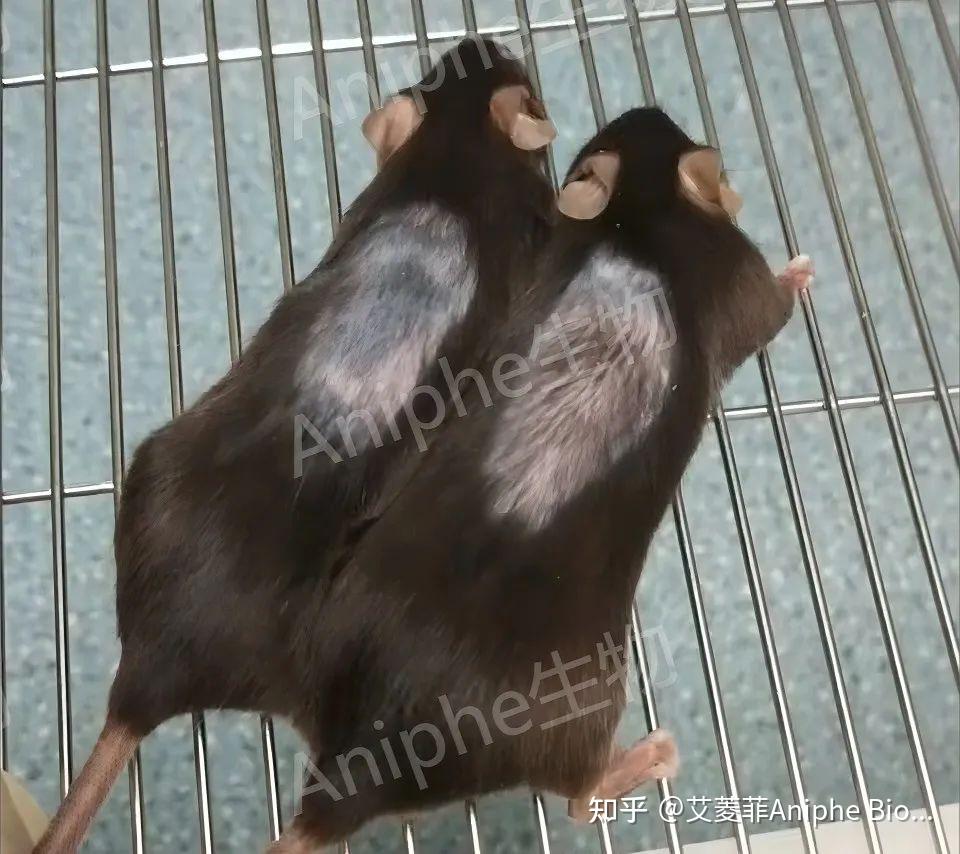 干货|最常见的实验鼠品系 —C57BL/6老龄鼠，这些你都知道吗↓ - 知乎