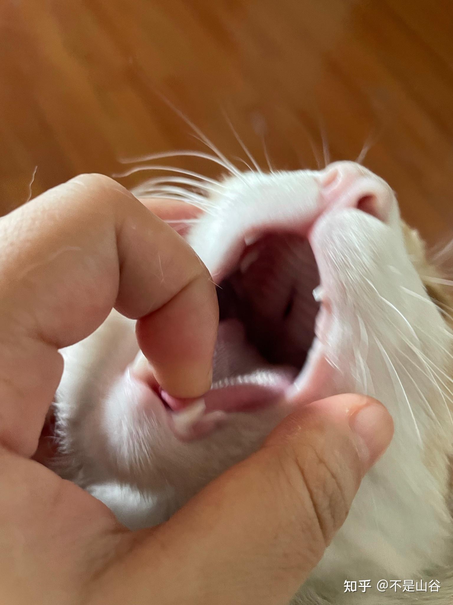 猫咪从6楼跌落上颚裂开恢复情况