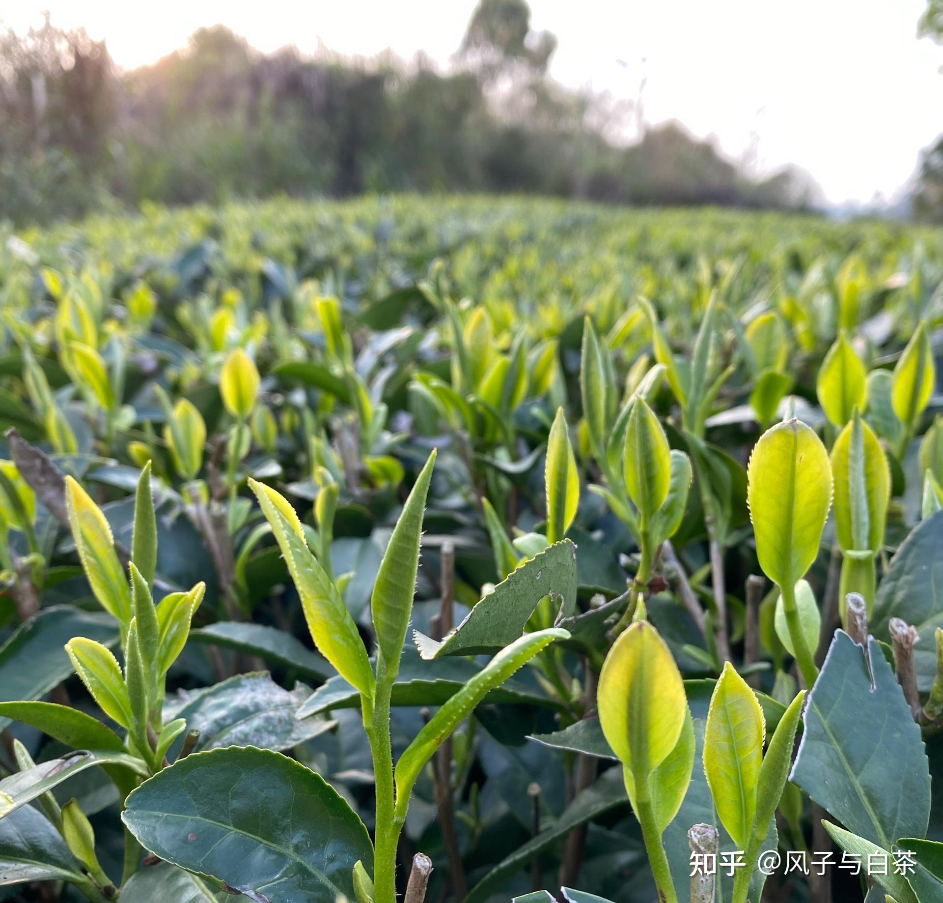 不同茶树品种制成的白茶,谁的品质更好?