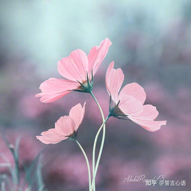 v2-34fcbe82f5c87c35cf8045f7ac7d32a3_r.jpg