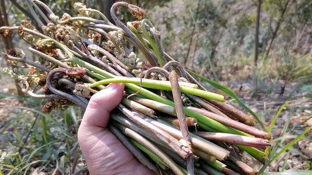 雖然是野菜但營養價值高被譽為山菜之王卻有人不敢吃