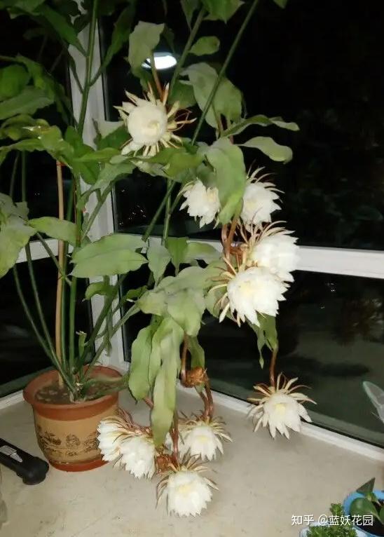蓝妖:昙花的养殖方法和注意事项,教你昙花怎么养才能开花 - 知乎