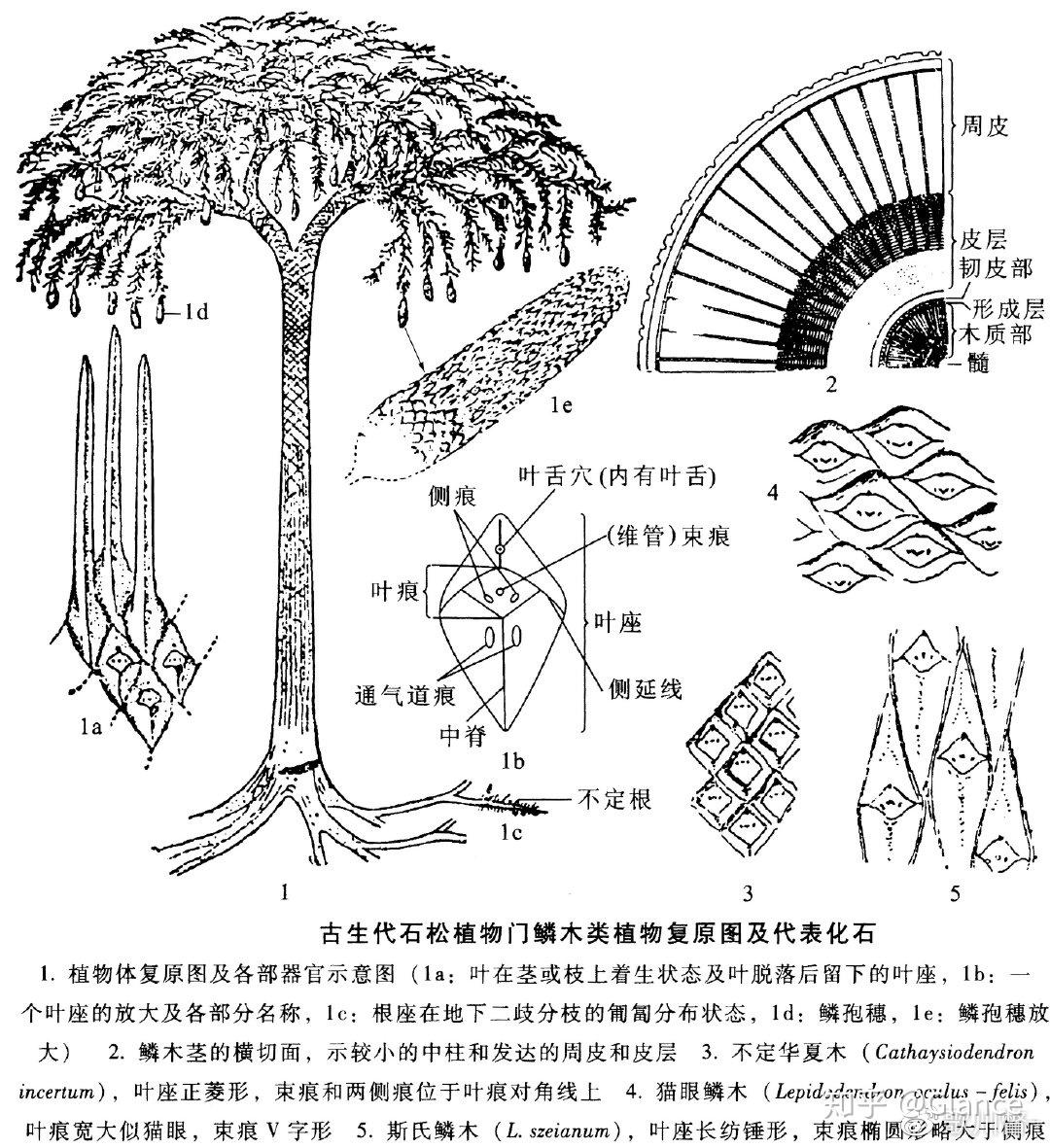 鳞木——古生物中的十八线明星 - 知乎
