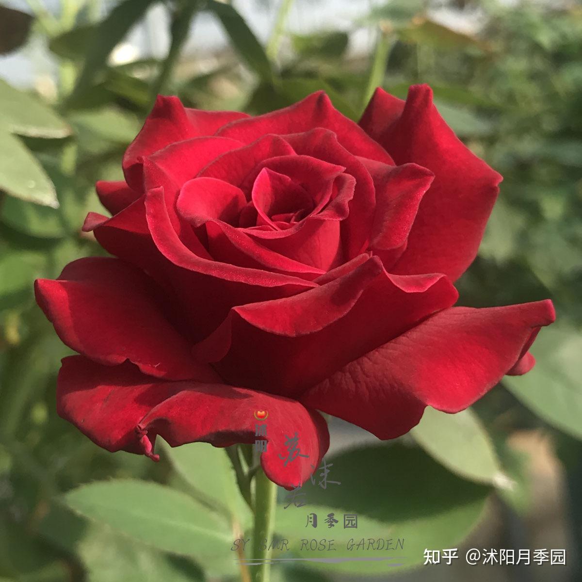 苏沫若精品月季红丘天家胭脂