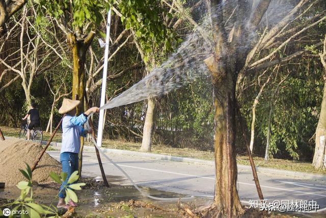 1,树干补充水分一般来说给树木进行树干输液补水,最好的时机是在树木