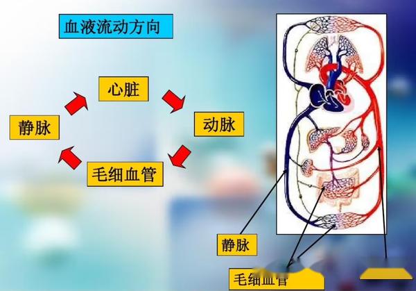 为什么人体主动脉血管里血液流动会由层流变为湍流? - 知乎