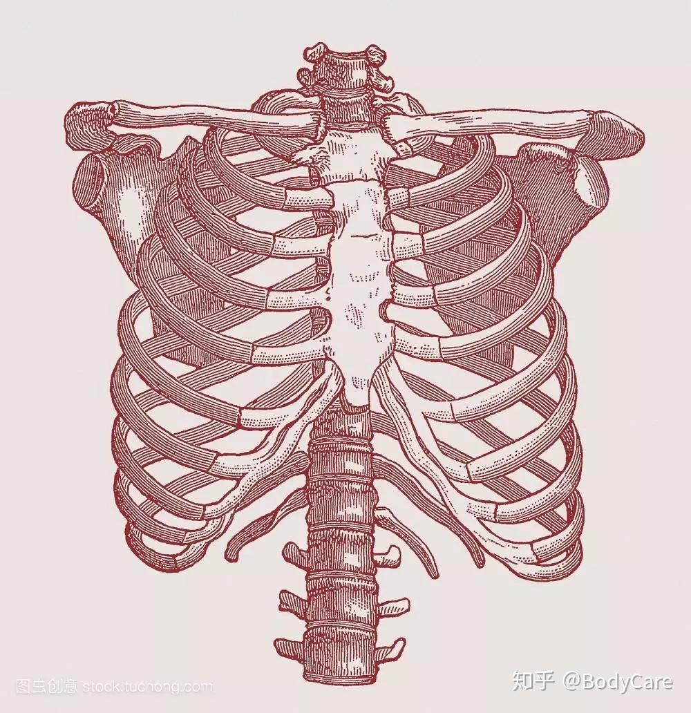 肋骨怎么数图解图片