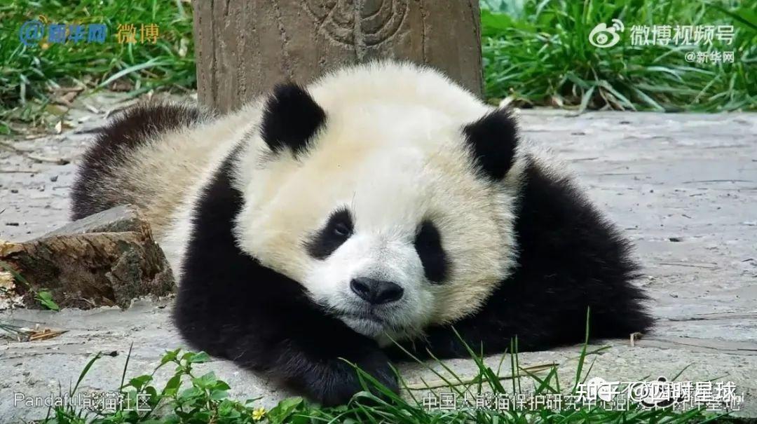 大熊猫冰冰,双胞胎儿子既可爱又费妈 - 知乎