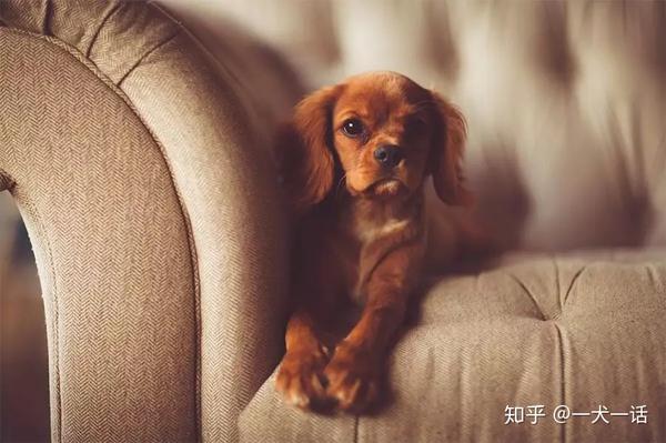 【美文推荐】人类为什么需要宠物?