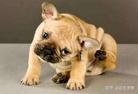 为什么做了驱虫后 狗狗身上还是有跳蚤 知乎