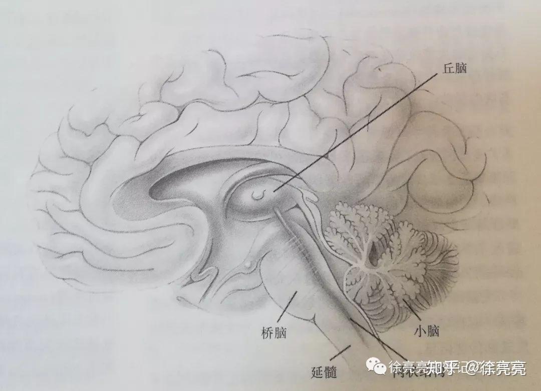 图260 大脑半球(内侧面)-人体解剖学实验-医学