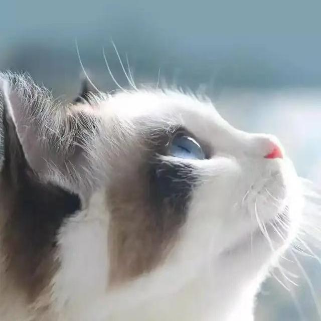 铭月