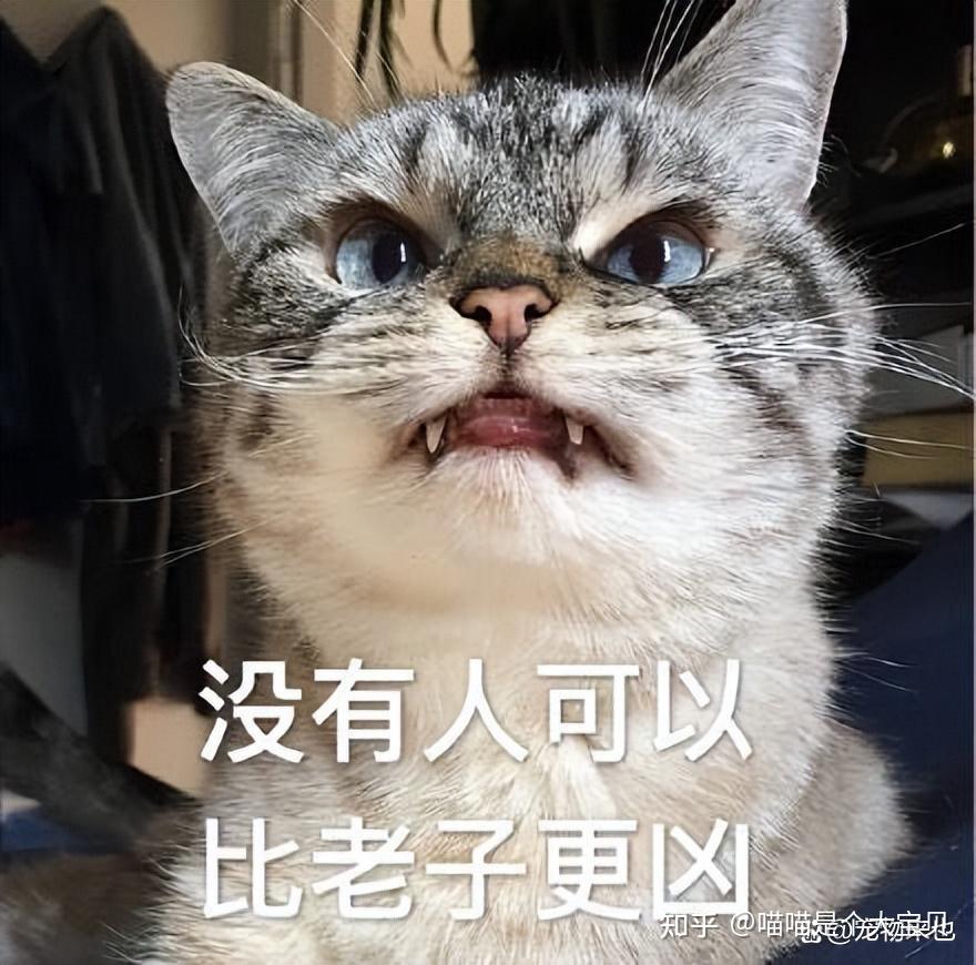 盘点“最凶”的几种猫,动不动就咬人,难教养! - 知乎