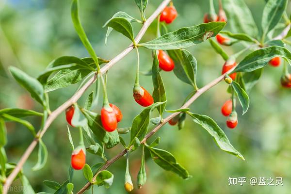 今日靓汤(枸杞叶虾滑滚猪肝——去肝火、养血明目) - 知乎