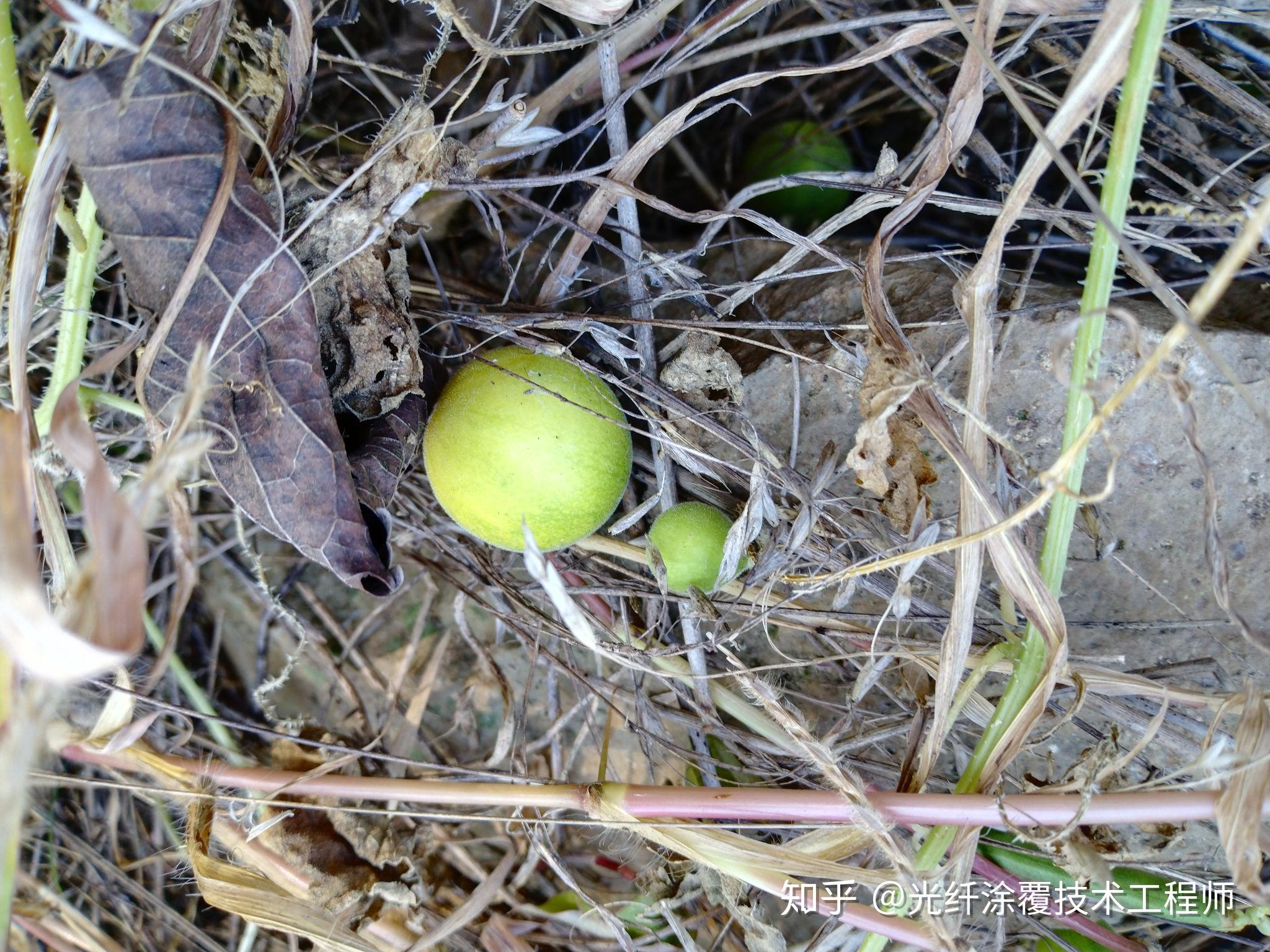 华纤光电科技在组织员工团建的活动中,在野外发现了一株野生小西瓜苗