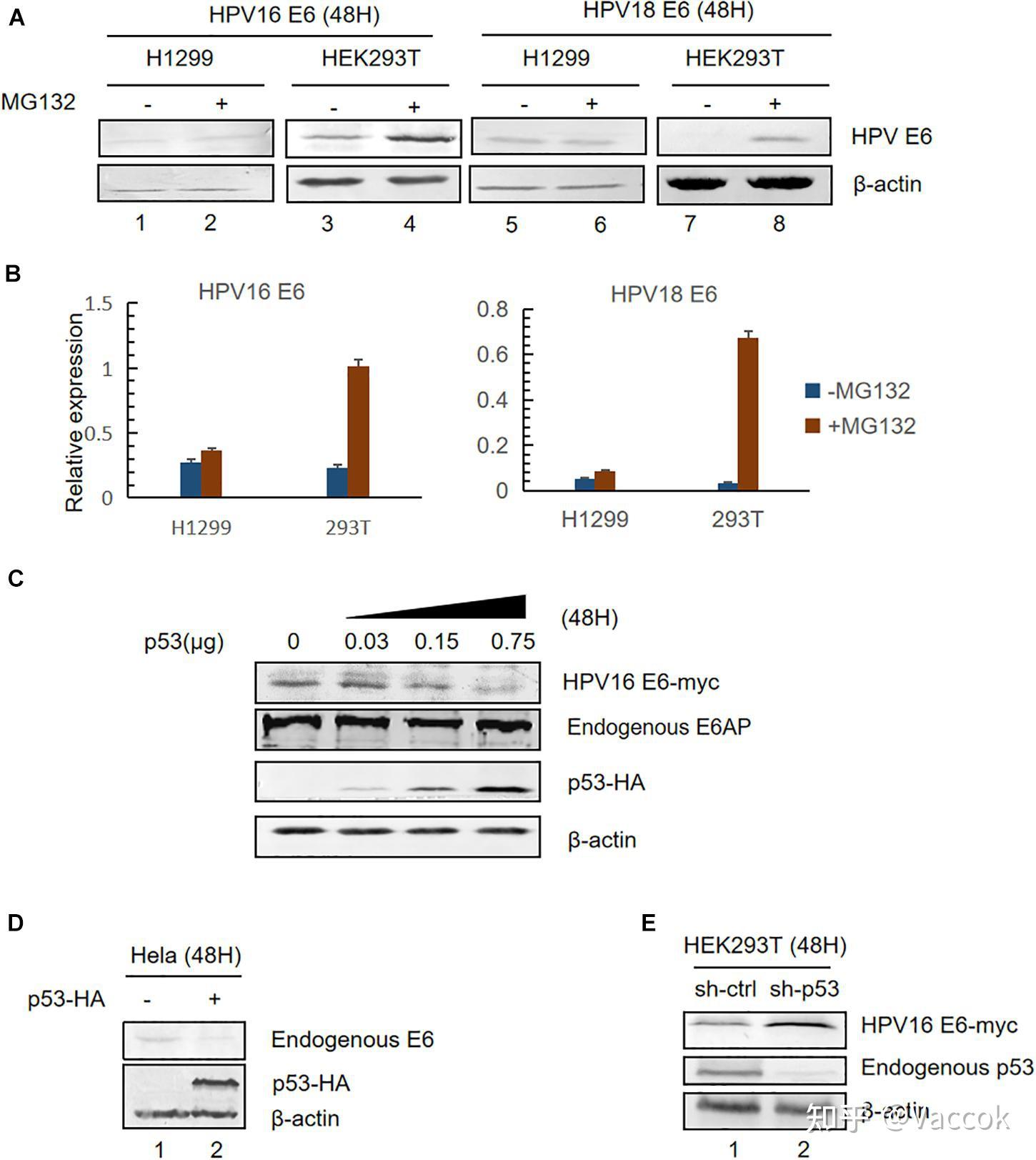 【瑞琳他抗科普馆】hpv16 E6蛋白在宫颈癌发生发展中的作用 知乎