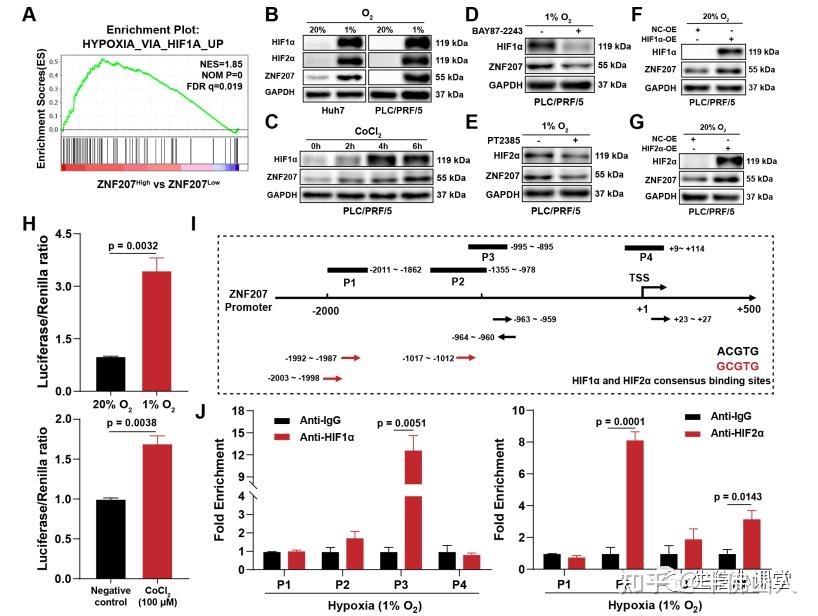 最新13.7分SCI，终于见到单基因生信+实验完美结合的文章。小编诚不欺你，按照这个思路补实验发妥妥发10+ - 知乎