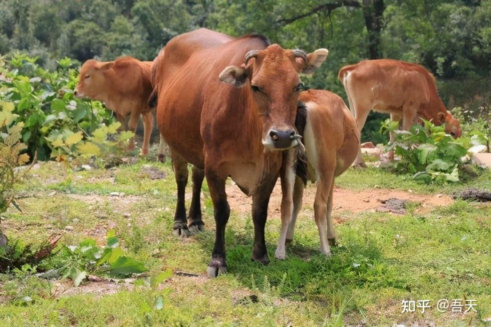 400头野牛独享我国南海小岛,从何而来?分析:牛和岛都是中国的