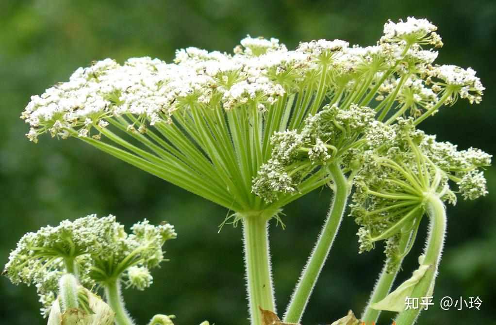 伞形科植物大多有浓郁的香气,花冠像张开的伞的形状,白芷也不例外.