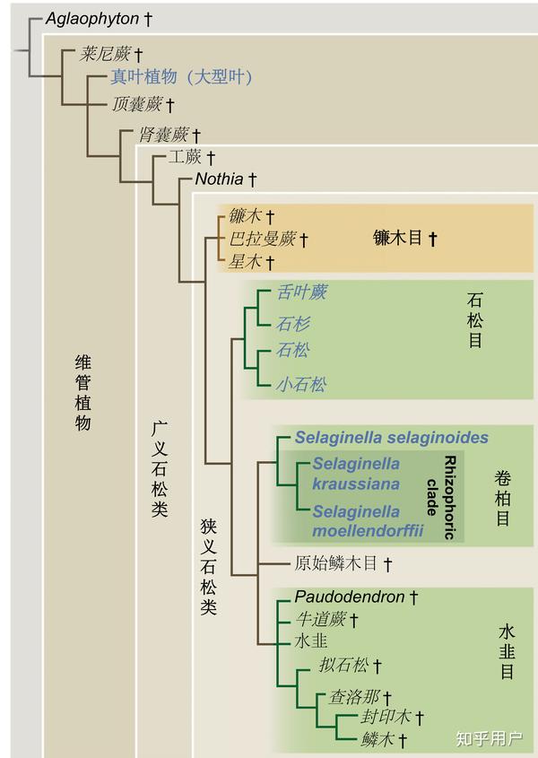 植物是怎么分类的?