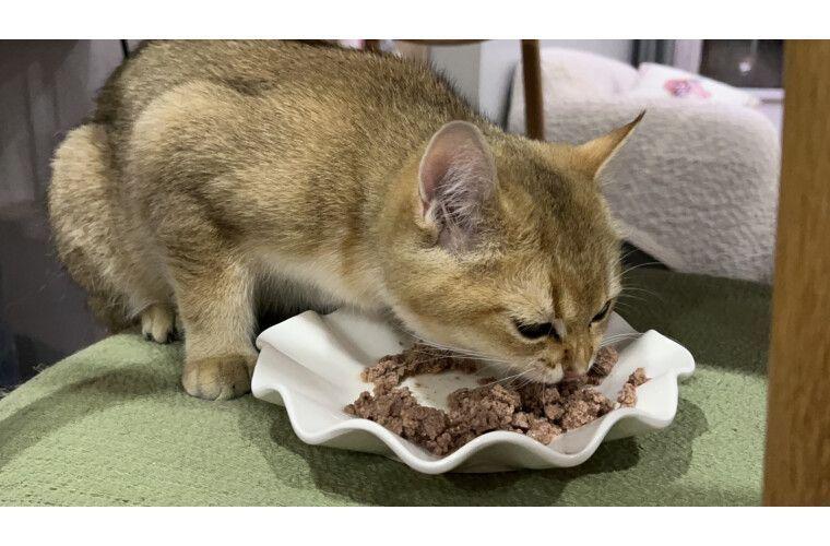 k9 natural 新西兰原装进口猫罐头