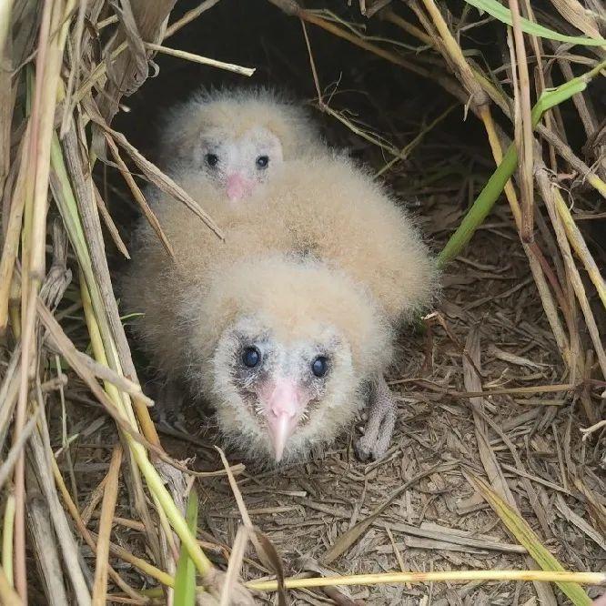 经过专家鉴定,确定了这两只幼鸟是咱们的国家二级保护动物,草鸮