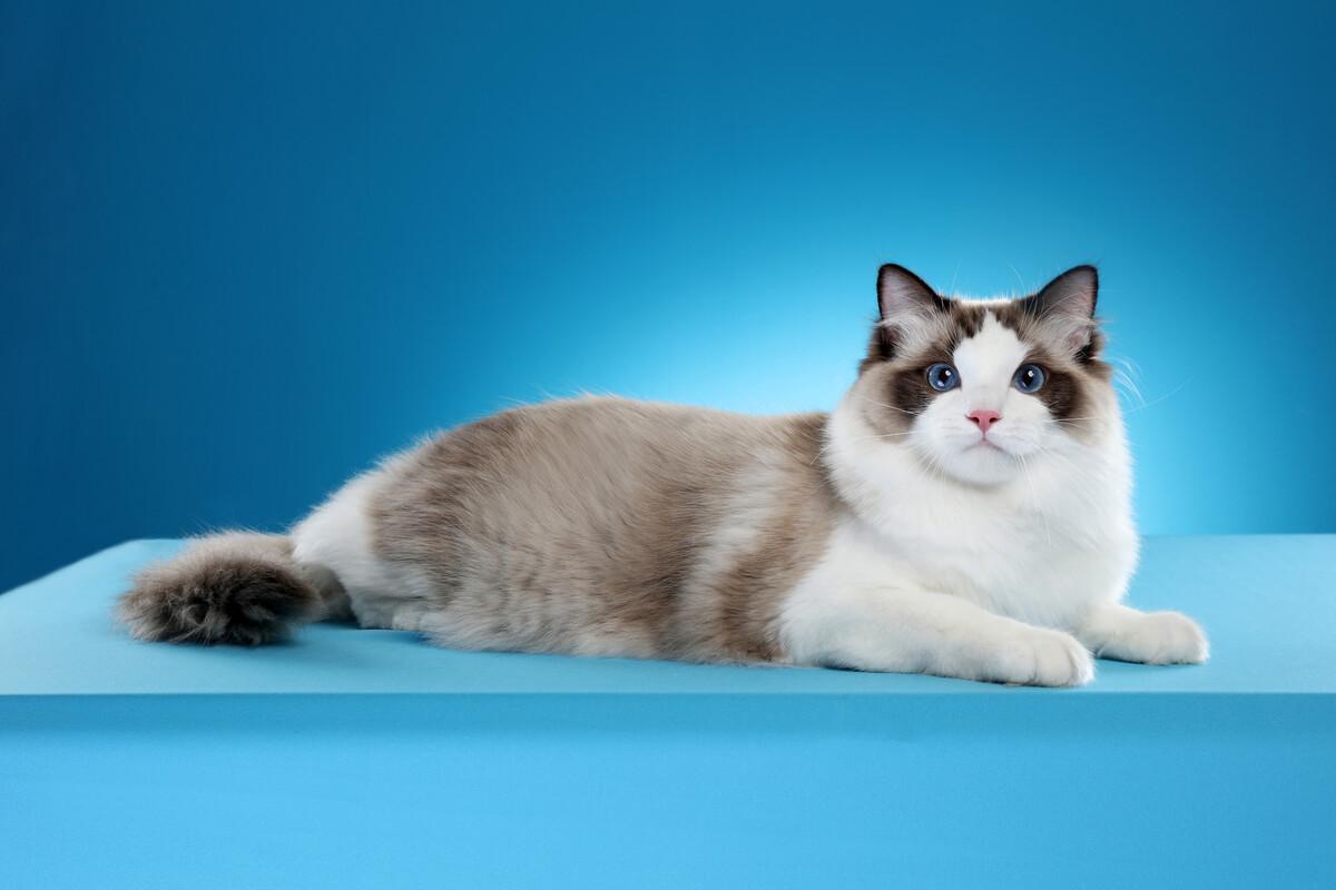 布偶猫饲养15条必读知识点哪里能买到布偶猫