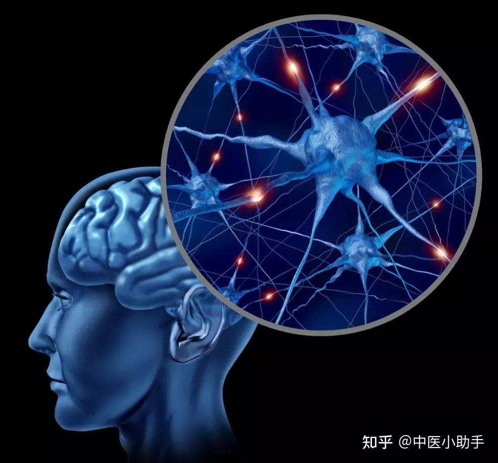 运动神经元的特性: - 知乎