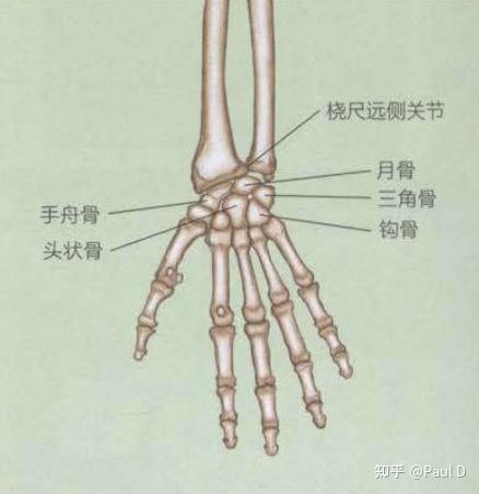 腕关节的屈伸桡屈,尺屈的大部分活动度都来源于近端腕关节(下图)
