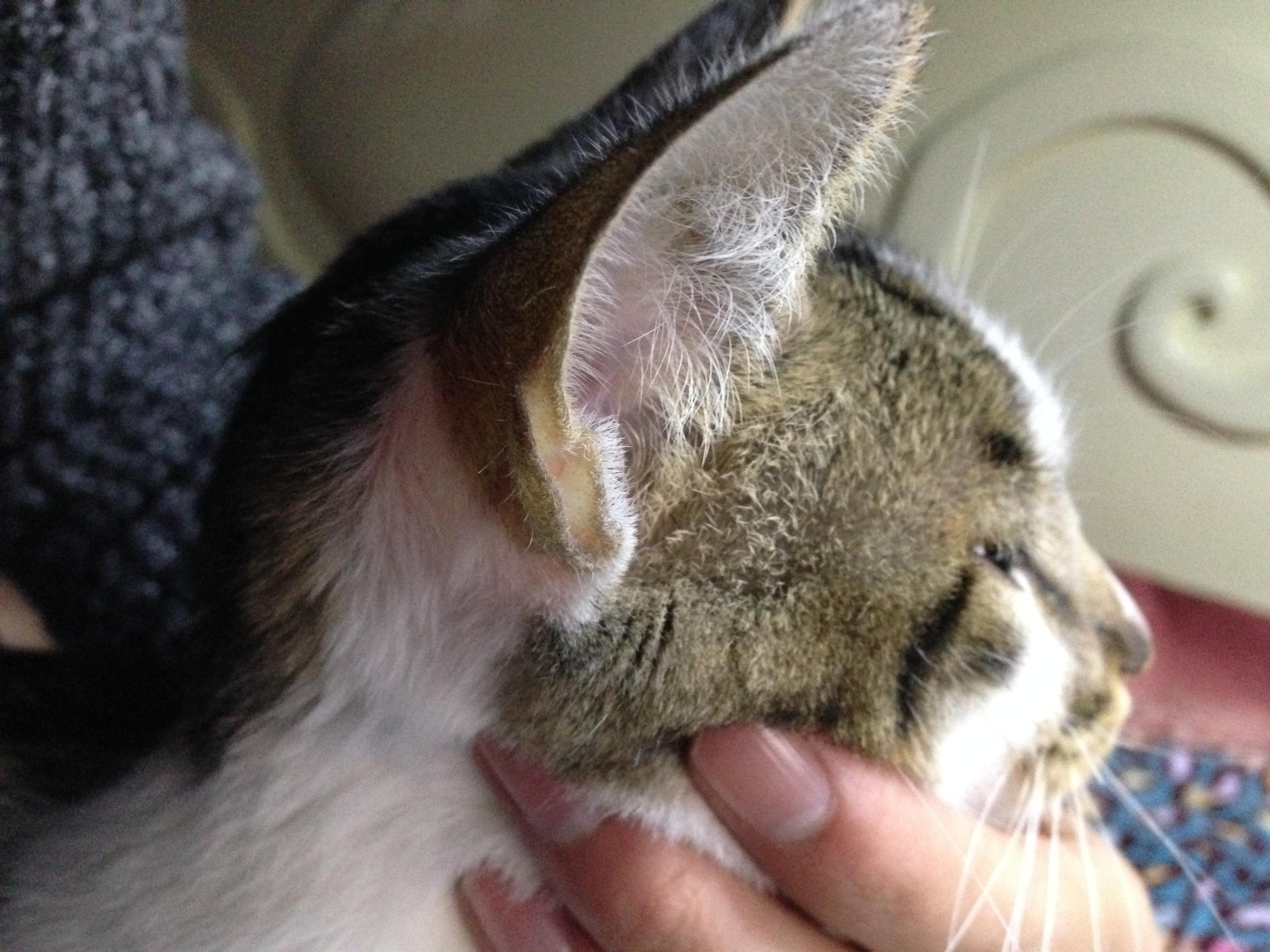 猫总是甩头挠耳朵是得了什么疾病 - 知乎